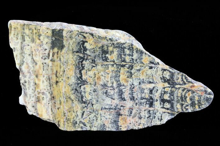 Columnar Stromatolite (Asperia) From Australia - Proterozoic #76201
